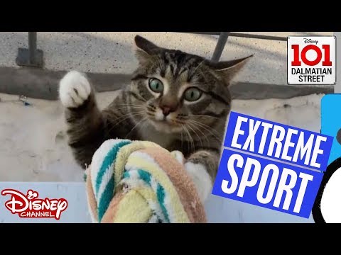 🏄🏽‍♂️ Extreme Sports: Animals vs Humans | 101 Dalmatian Street | Disney Arabia