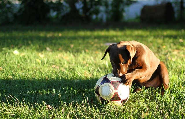 Love Soccer? You Have Got To Read This!